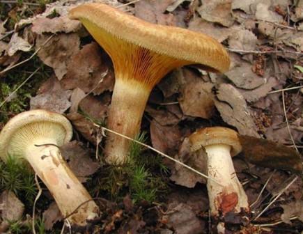    Paxillus involutus